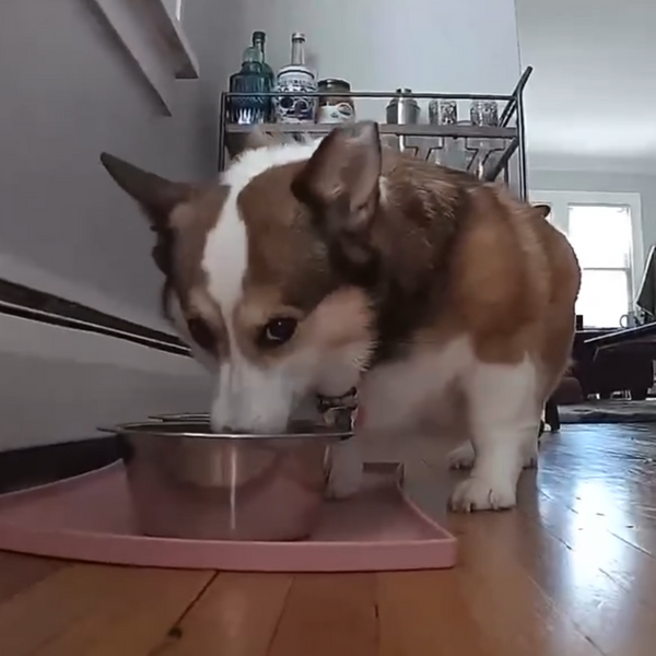 Special Care for Small Dogs