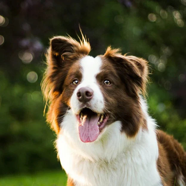 5 Safety Tips on How to Keep Your Dog Cool This Summer