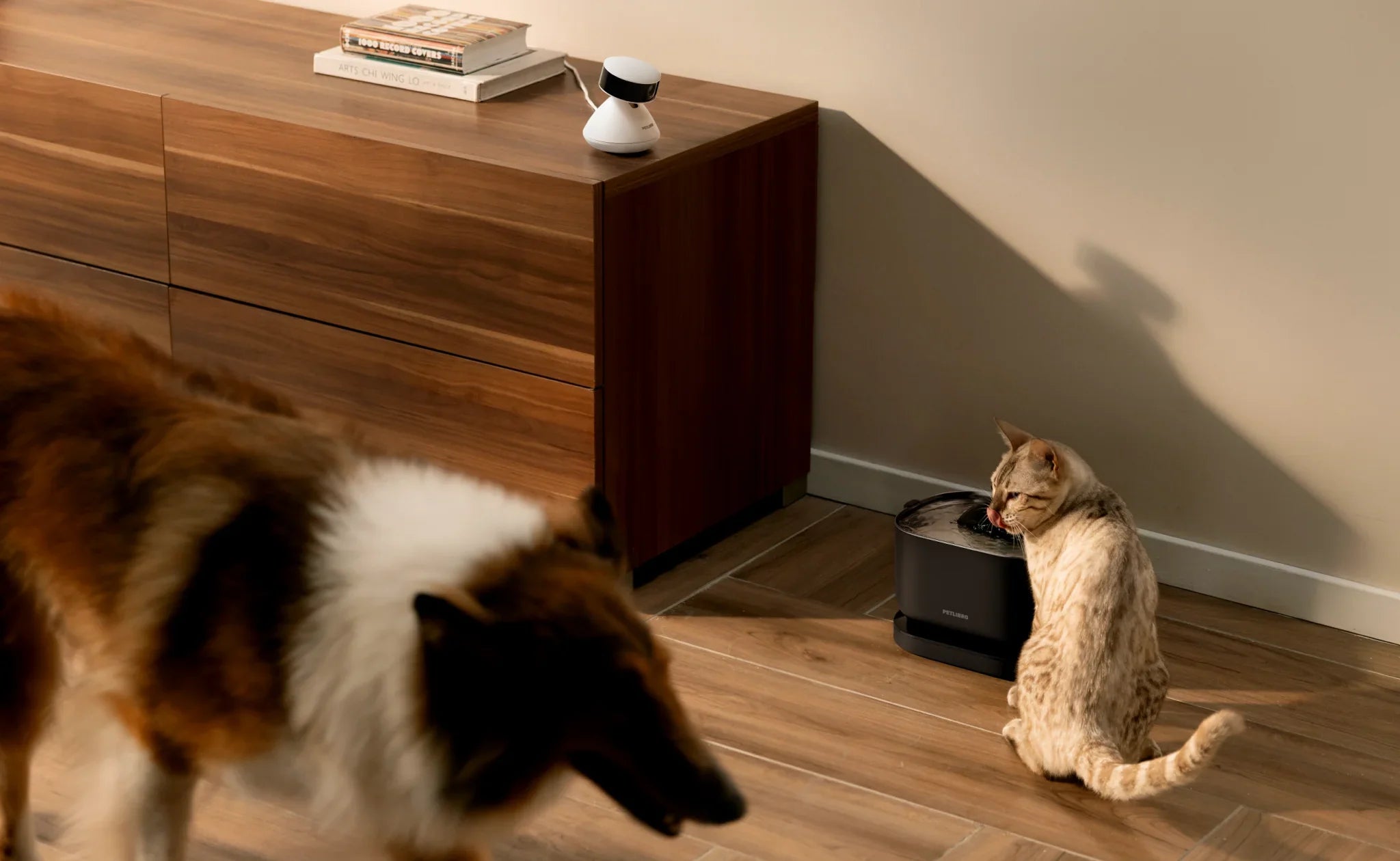 How to keep peace in a multi-pet household?