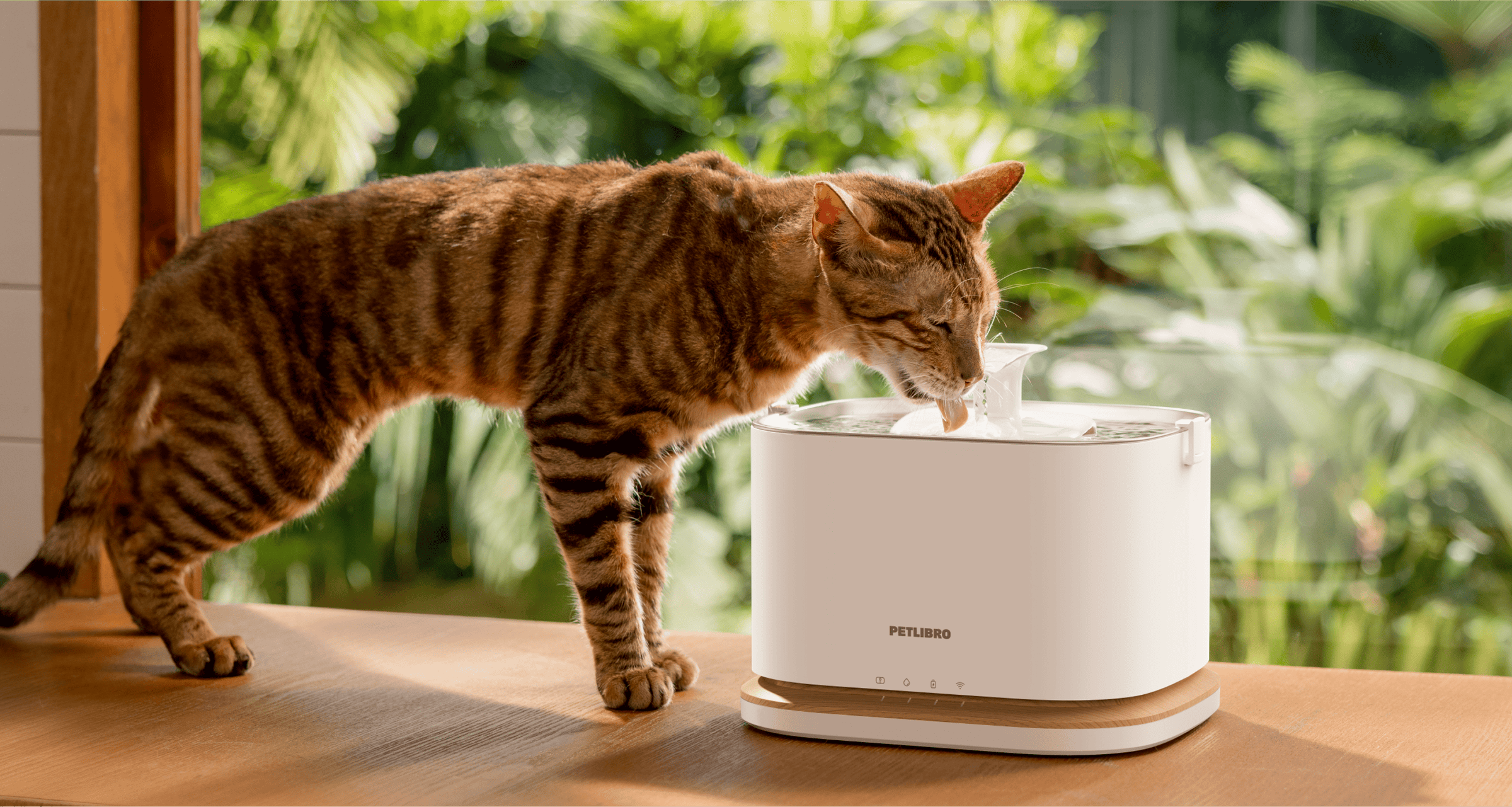 Do you know if your cat is drinking enough water?