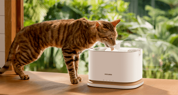Do you know if your cat is drinking enough water?