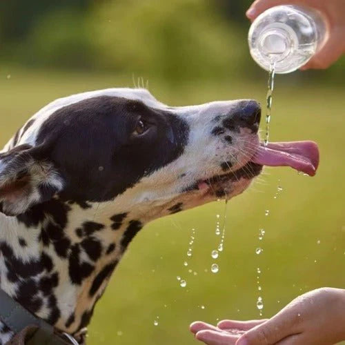 Safety Tips for Your Dog’s Drinking Water