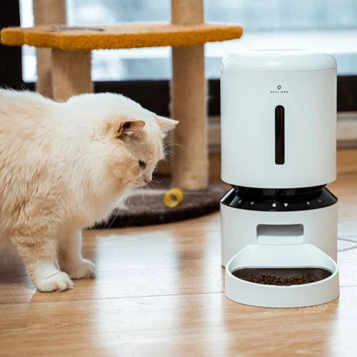 Unlocking the Mystery: Do Cats Really Know Their Names?