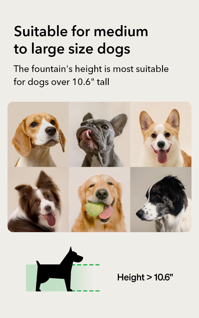 capsule dog fountain, petlibro dog fountain, dog water fountain, drinking, best, outdoor