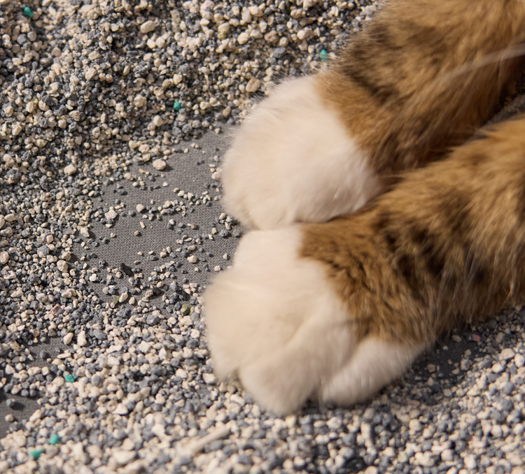 Petlibro PETLIBRO cat pet paws on litter box granules; automatic feeder and fountain keywords for pet care setup