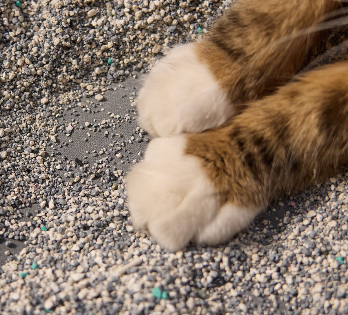 Petlibro PETLIBRO cat pet paws on litter box gravel; mentions fountain and automatic feeder for home cat care setup