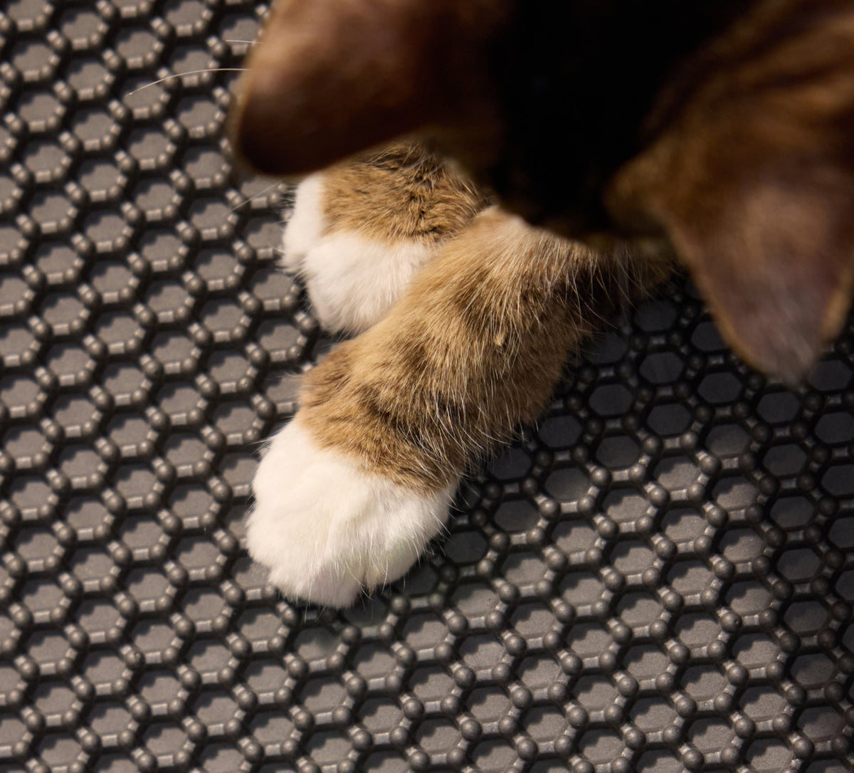 Petlibro PETLIBRO cat pet paws on black honeycomb mat for litter box area, near fountain and automatic feeder setup