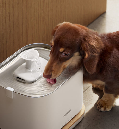 Petlibro PETLIBRO pet fountain with brown dog drinking; cat litter box and automatic feeder keywords for home pet care