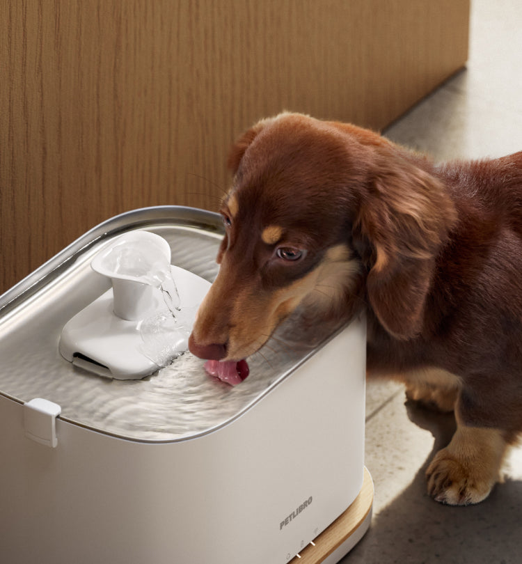 Petlibro PETLIBRO pet fountain in white with flowing water as a cat drinks; mentions litter box and automatic feeder setup